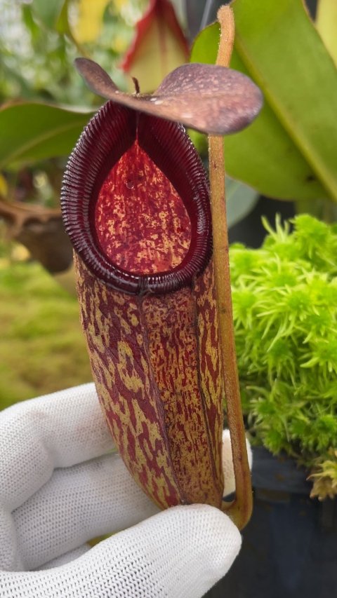 N. rajah x klossii: BE-4071