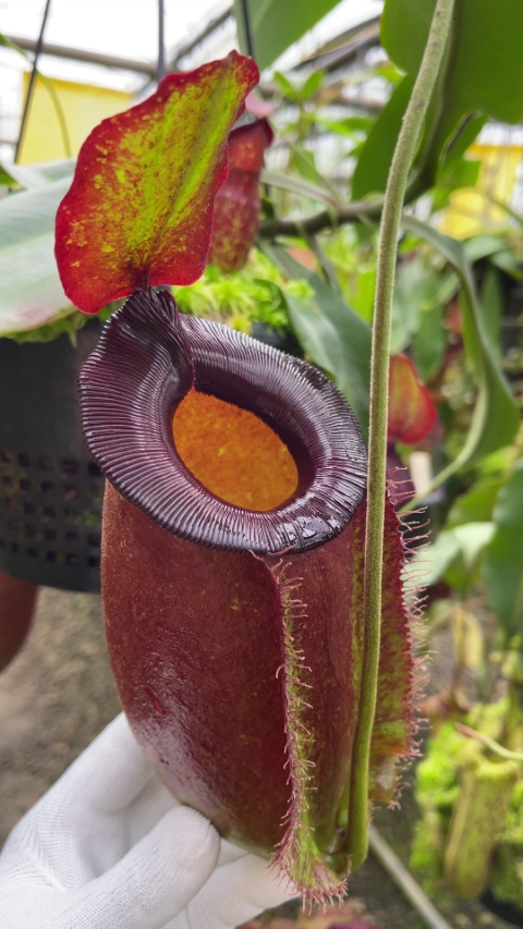 N. spathulata x ampullaria – solid red: BE-4073