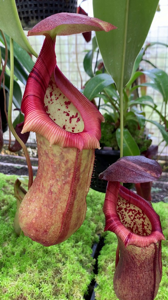 N. robcantleyi x ventricosa – assorted clones: BE-4074