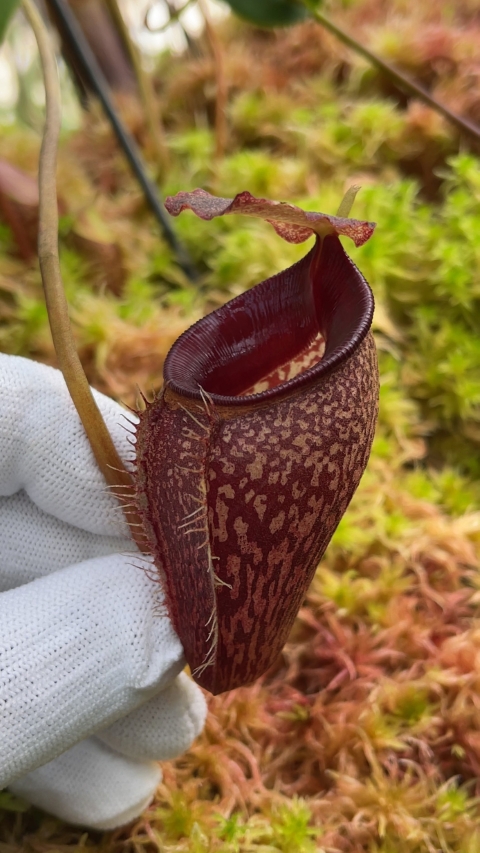 N. talangensis – assorted clones: BE-4075