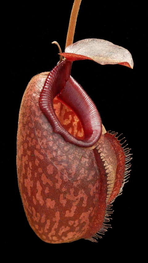 N. densiflora x aristolochioides – assorted clones: BE-4076