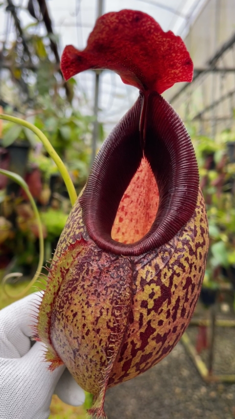 N. spathulata x aristolochioides: BE-4077