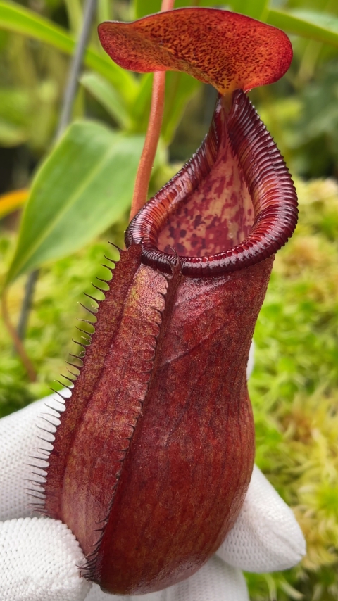 N. petiolata x (lowii x tentaculata) – assorted clones: BE-4078