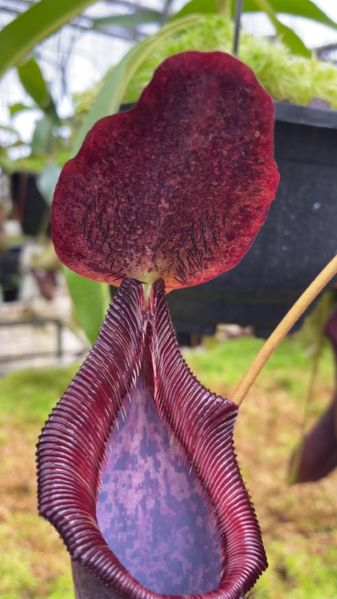 N. singalana x lowii – assorted clones: BE-4080