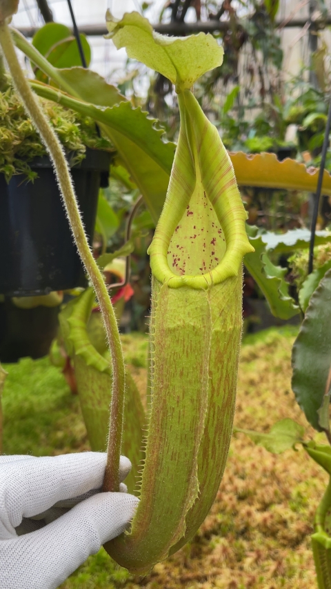 N. maxima - Sulawesi wavy-leaf – assorted clones: BE-4081