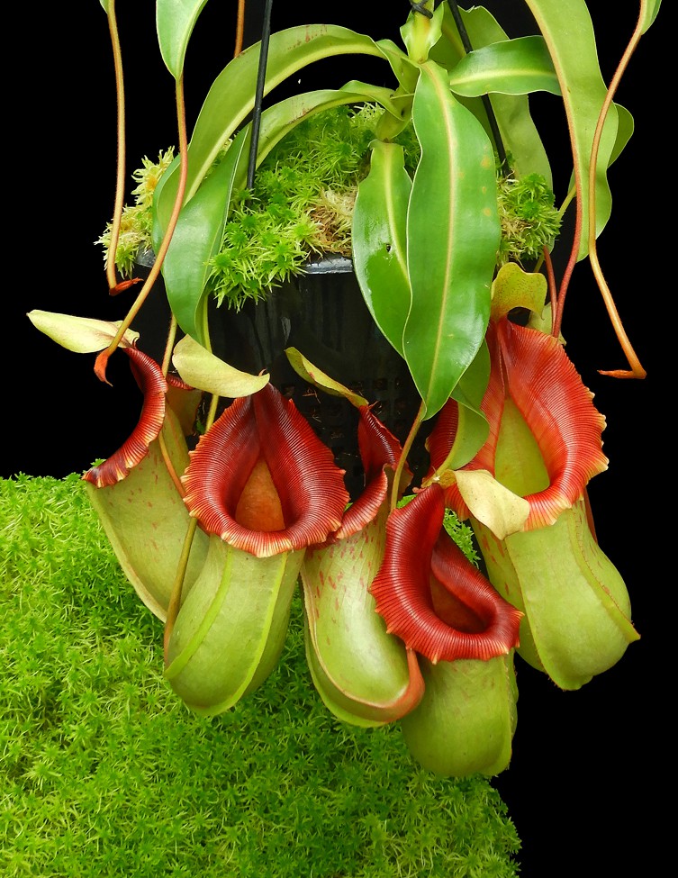 N. veitchii x ventricosa – assorted clones: BE-4500