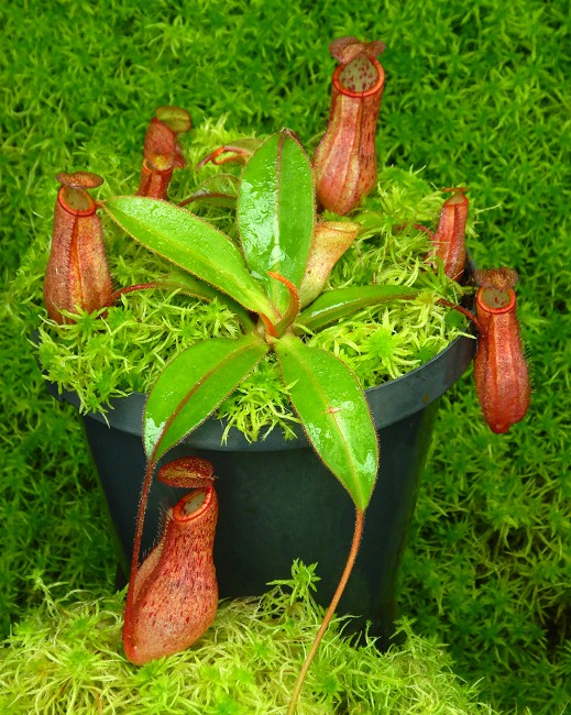 N. albomarginata x attenboroughii - assorted clones: BE-4513