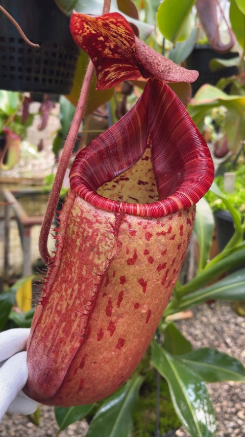 N. peltata x (veitchii x lowii): BE-4516