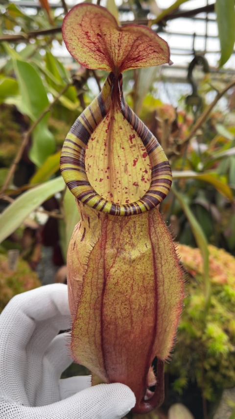 N. spectabilis x ‘Viking’ - assorted clones: BE-4523