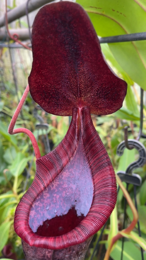 N. spectabilis x lowii - assorted clones: BE-4524