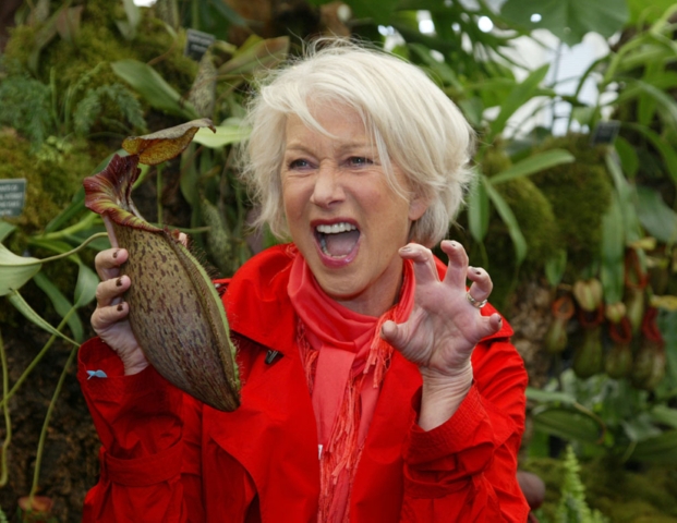 Nepenthes 'Helen' - selected cultivar: BE-4528