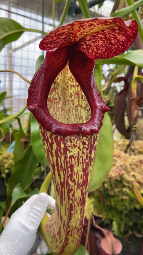 N. boschiana x klossii: BE-4530