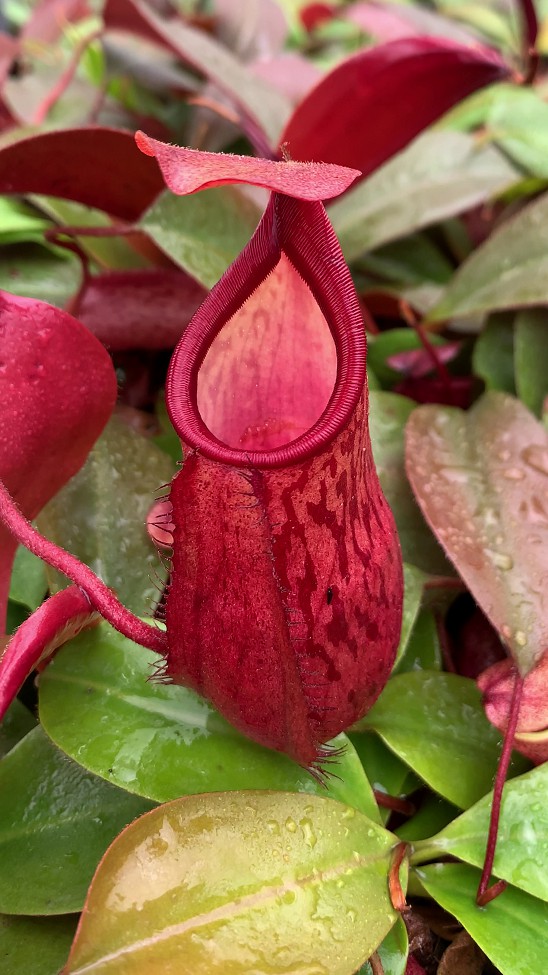 N. mira x peltata – assorted clones: BE-4534