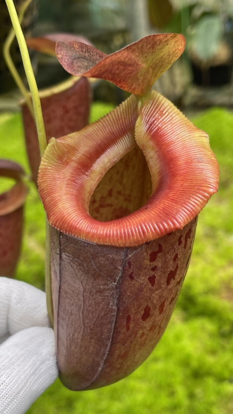 N. burkei x tenuis – assorted clones: BE-4535