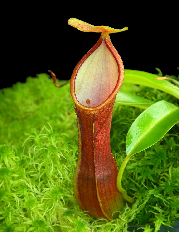 N. singalana x reinwardtiana – assorted clones: BE-4538