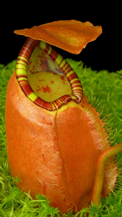 N. sumatrana - assorted clones: BE-4540