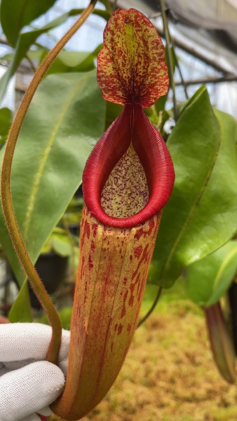 N. (veitchii x mira) x klossii - assorted clones: BE-4548