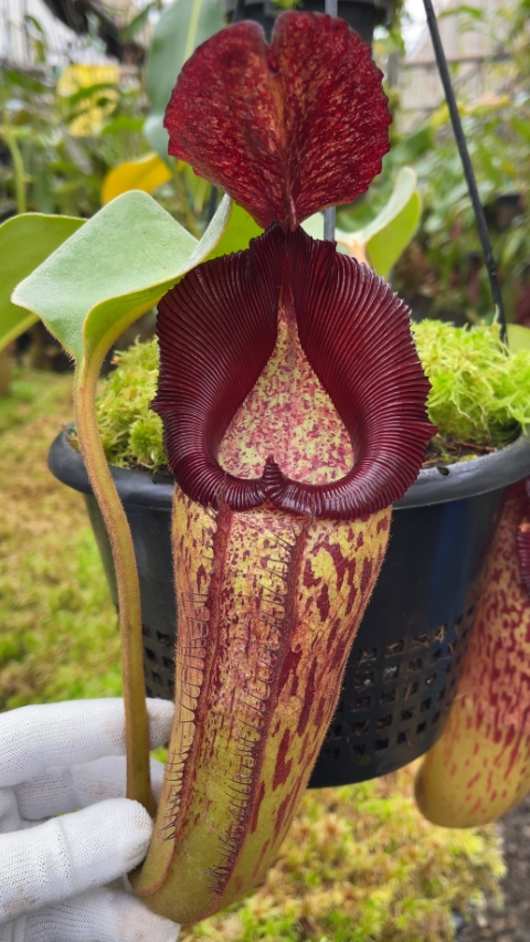 N. robcantleyi x klossii - assorted clones: BE-4549