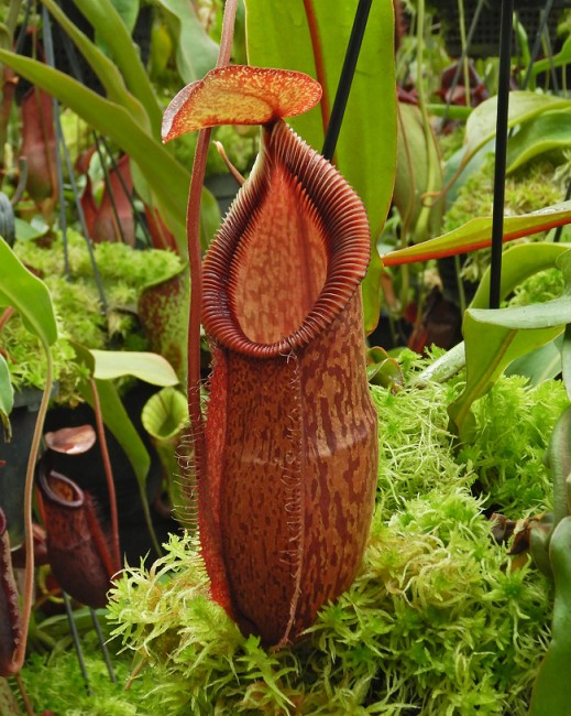 N. hamata x gymnamphora - assorted clones: BE-4553