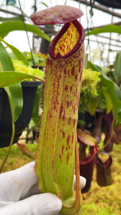 N. albomarginata x klossii - assorted clones: BE-4557