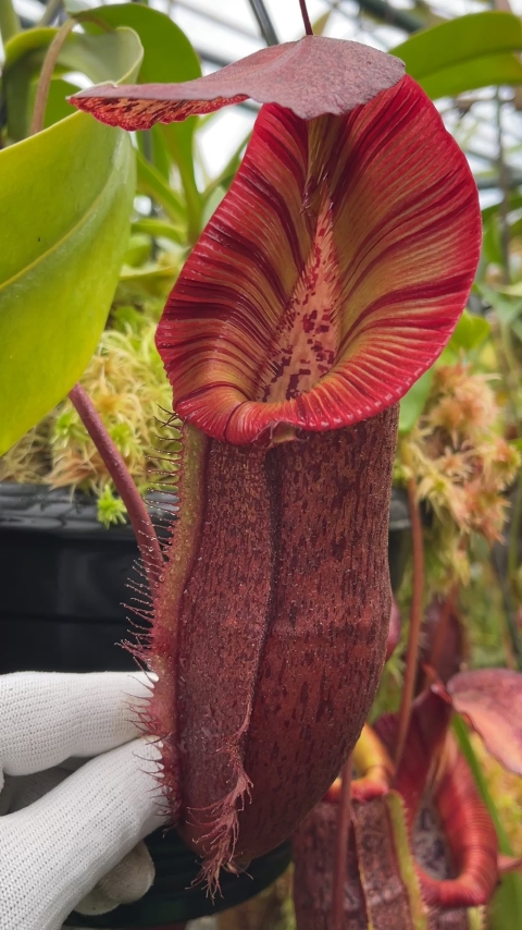 N. singalana x (burbidgeae x edwardsiana) – clone #4: BE-4558