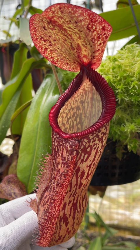 N. hamata x klossii: BE-4562