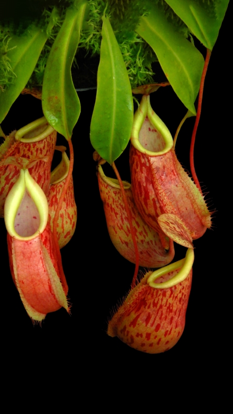 N. glabrata x veitchii - assorted clones: BE-4563