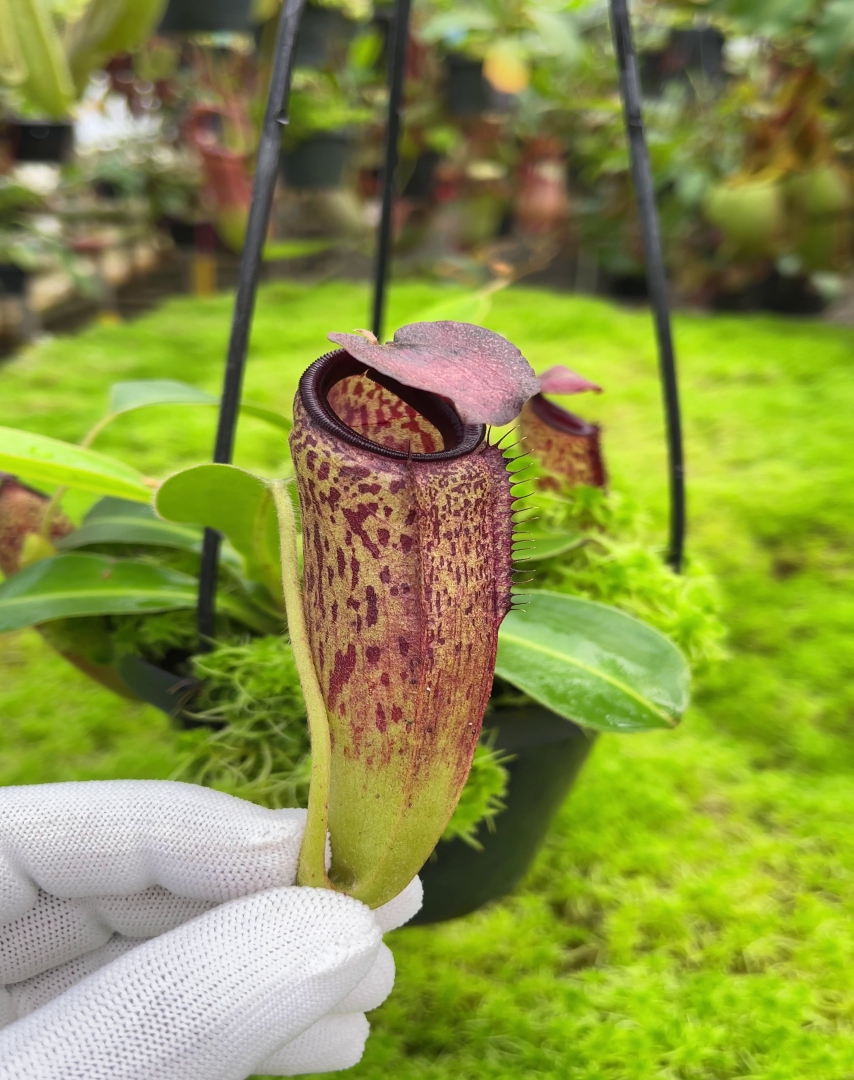 N. aristolochioides x veitchii - assorted clones: BE-4565