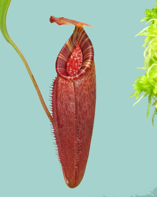 N. talangensis x (lowii x tentaculata) assorted clones: BE-4573