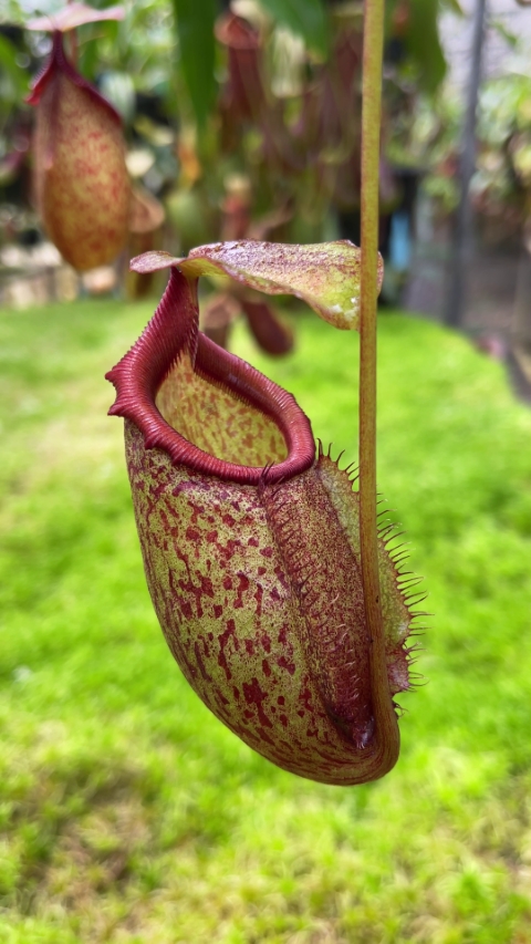 N. rajah x gymnamphora – assorted clones: BE-4575