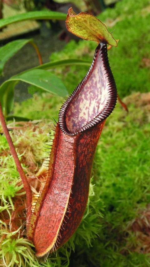 N. (singalana x diabolica) x hamata - assorted clones: BE-4576