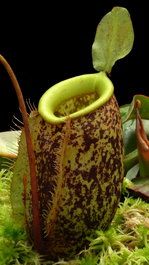 N. sibuyanensis x ampullaria – selected speckled clone: BE-4584