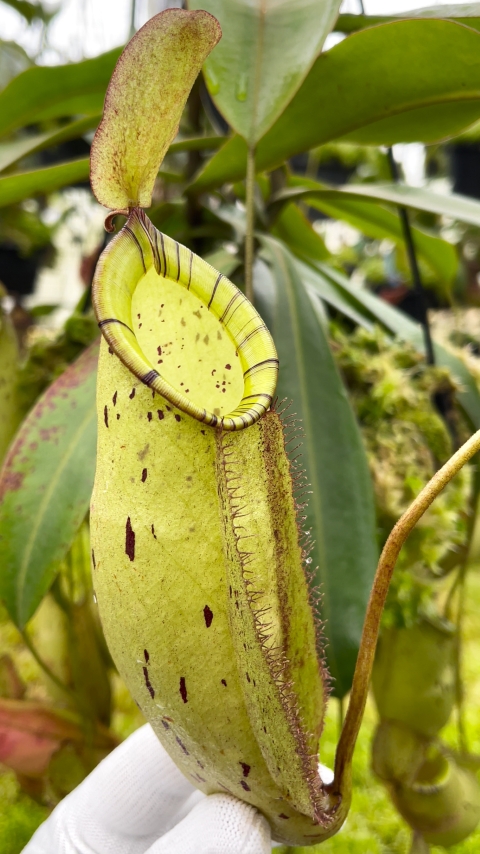 N. spectabilis x ampullaria - selected clone: BE-4587