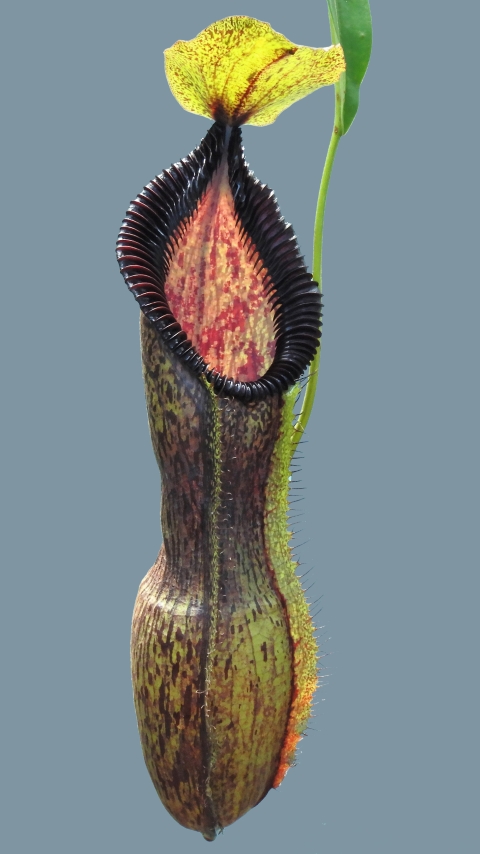 N. singalana x hamata - assorted clones: BE-4588