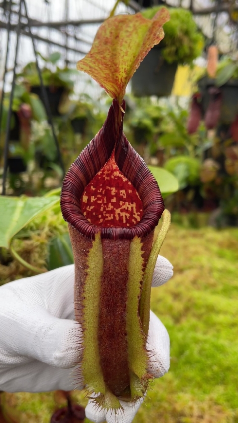 N. robcantleyi x palawanensis: BE-4591