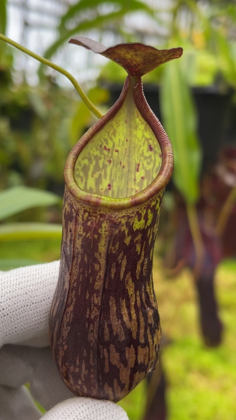 N. ceciliae ‘Mt. Kiamo’ – assorted clones: BE-4600