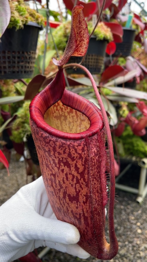 N. peltata x attenboroughii - assorted clones: BE-4601