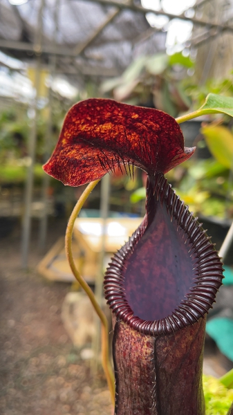 N. hamata x lowii - assorted clones: BE-4609 