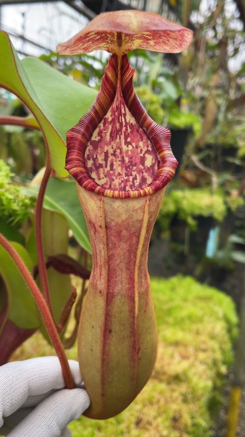 N. clipeata x (lowii x veitchii) - selected clones: BE-4625