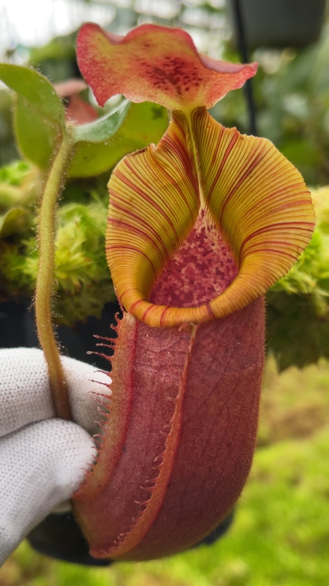 N. (veitchii x lowii) x veitchii: BE-4627