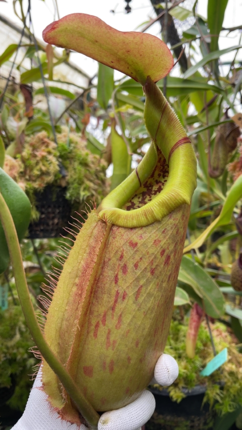 N. robcantleyi x merrilliana - assorted clones: BE-4628