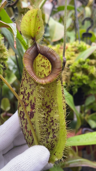 N. ampullaria x hamata – selected speckled clone: BE-4631