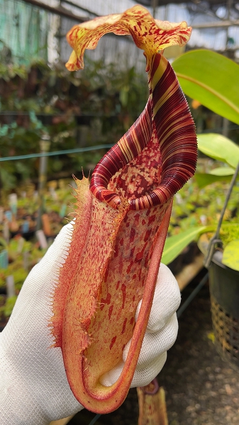 N. (veitchii x lowii) x burbidgeae - assorted clones: BE-4635