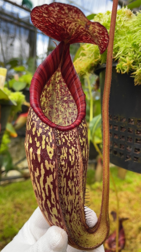 N. spectabilis x klossii – assorted clones: BE-4648