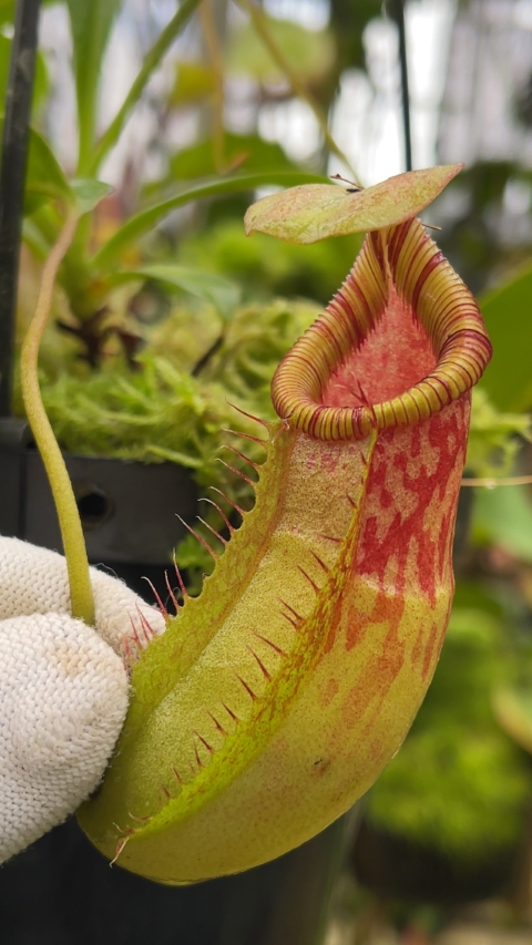 N. burkei x ephippiata – assorted clones: BE-4652