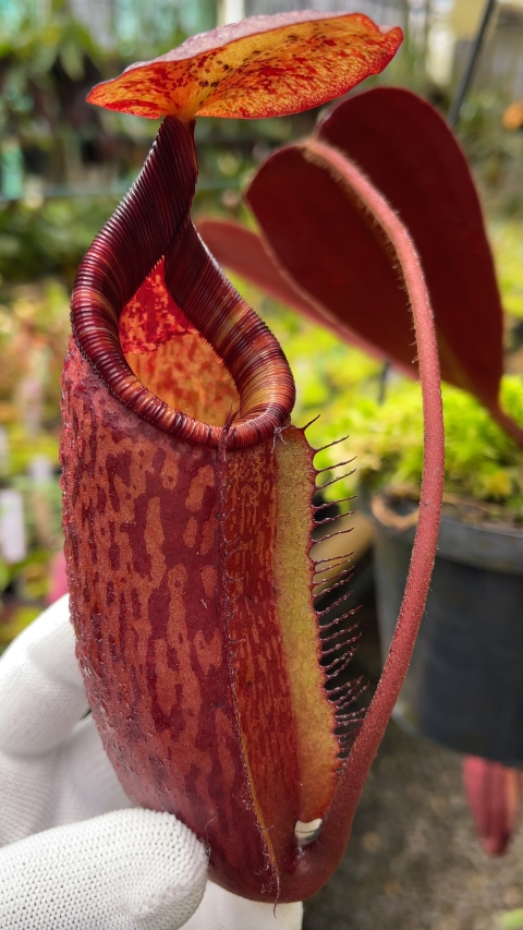 N. peltata x ephippiata - assorted clones: BE-4654