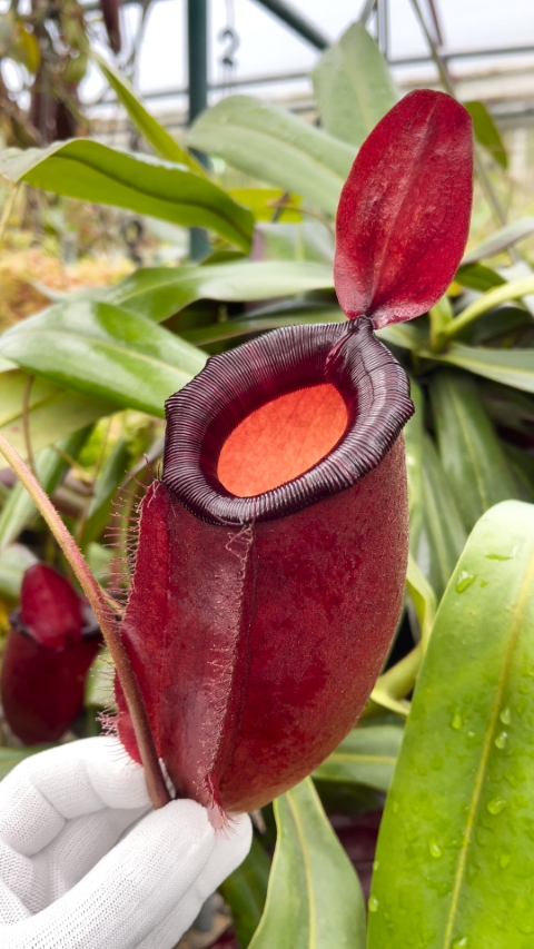 Nepenthes ‘Dark Secret’ : BE-4656