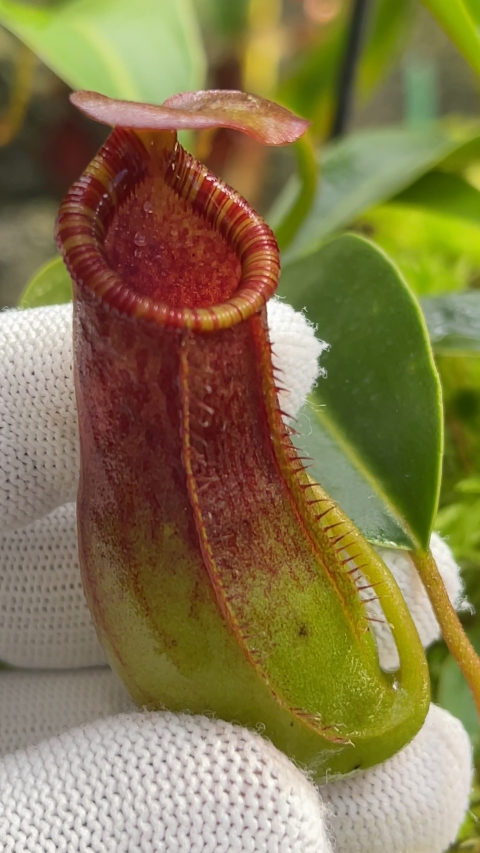 N. burkei x lowii - assorted clones: BE-4669