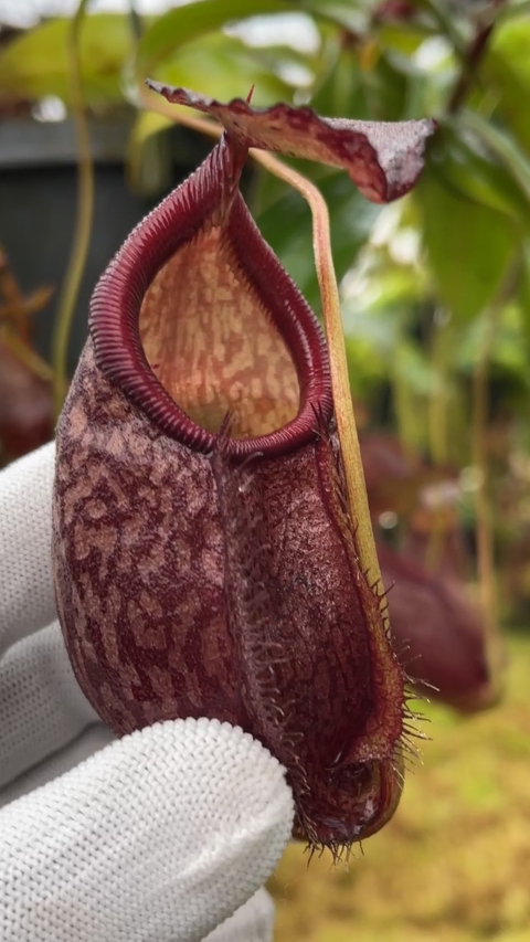 N. gymnamphora – squat form: BE-4688