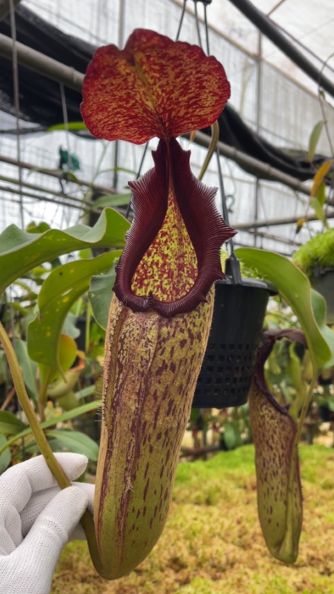 N. klossii x robcantleyi – assorted clones: BE-4690